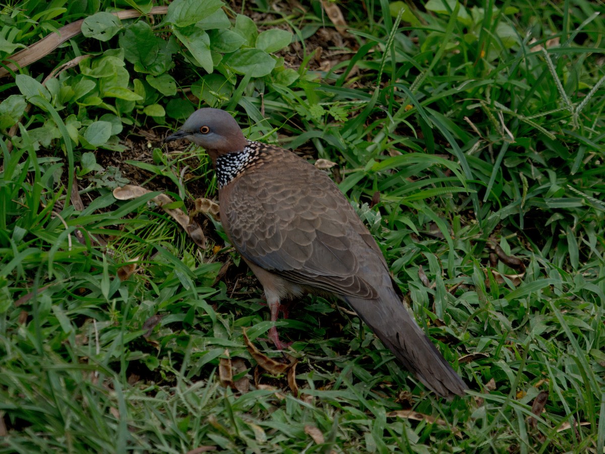Spotted Dove - ML620053994