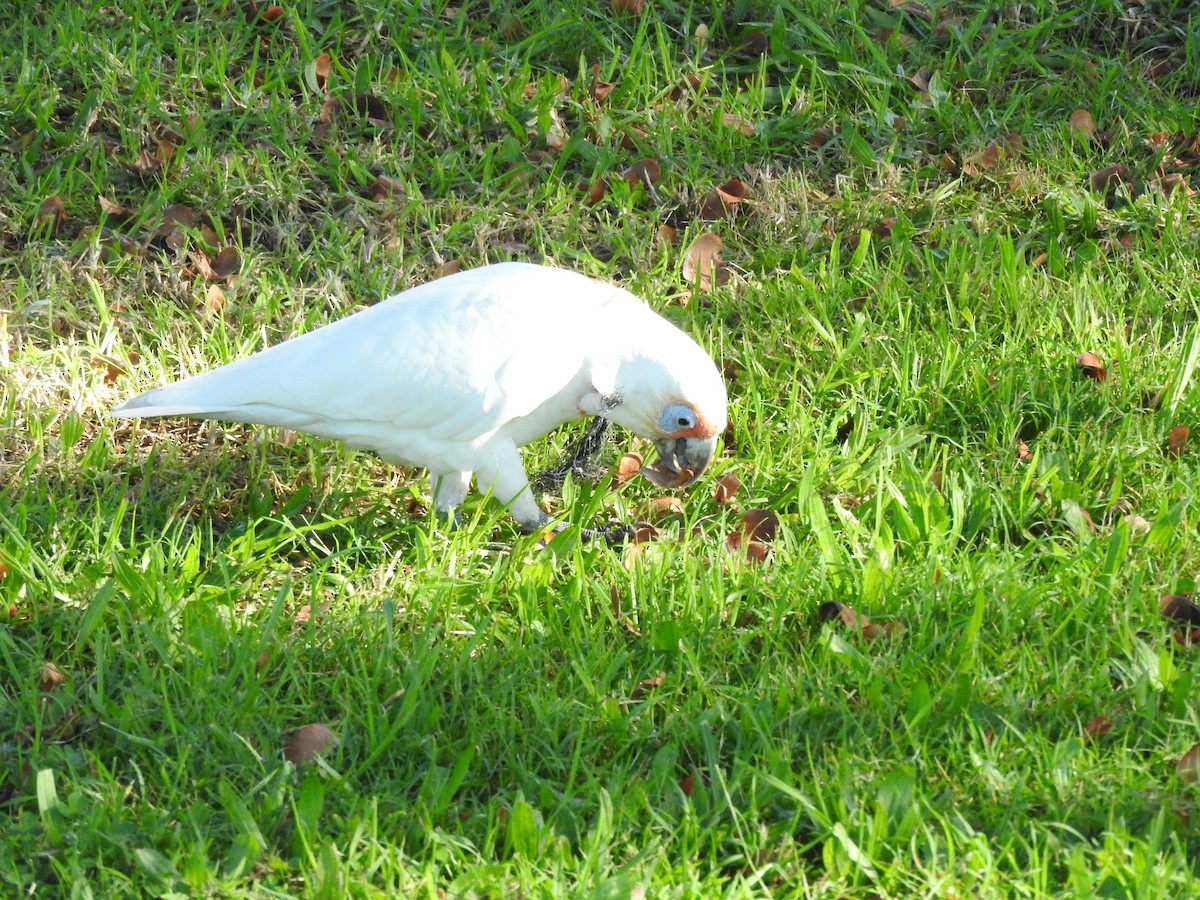 kakadu ostrozobý - ML620054008