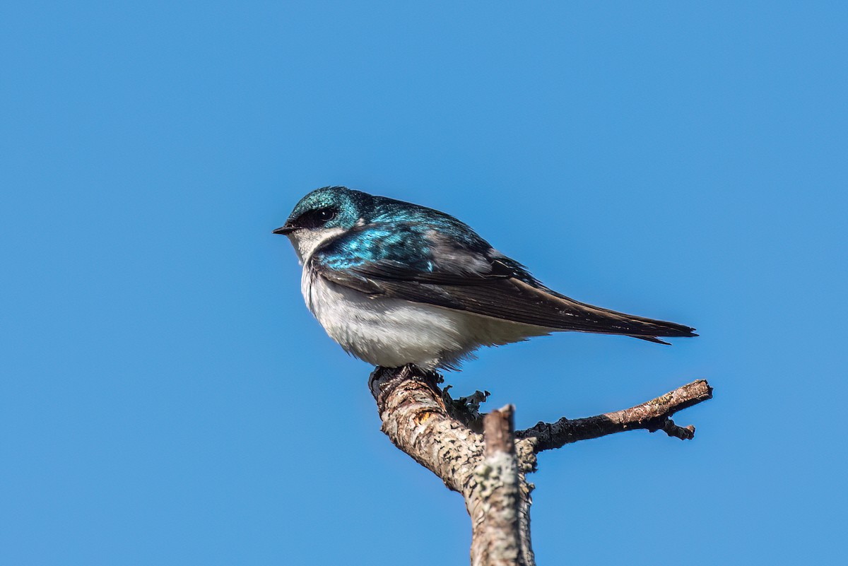 Tree Swallow - ML620054021