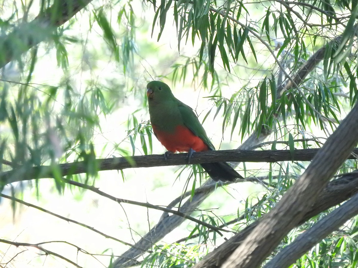 Australian King-Parrot - ML620054043