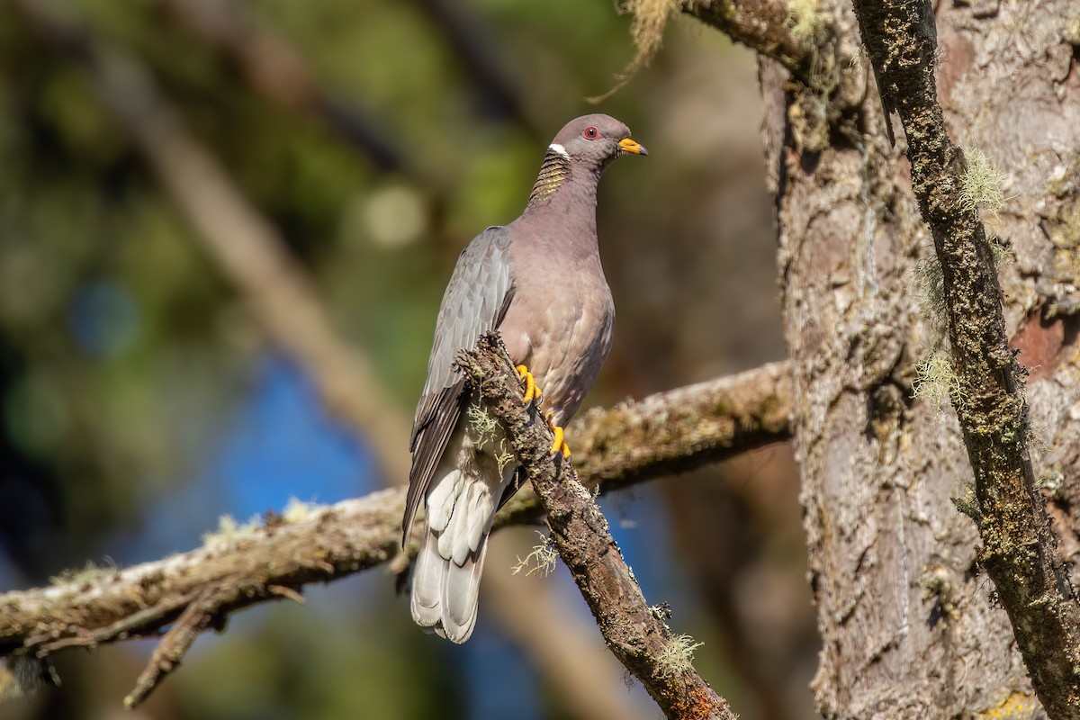 Band-tailed Pigeon - ML620054052