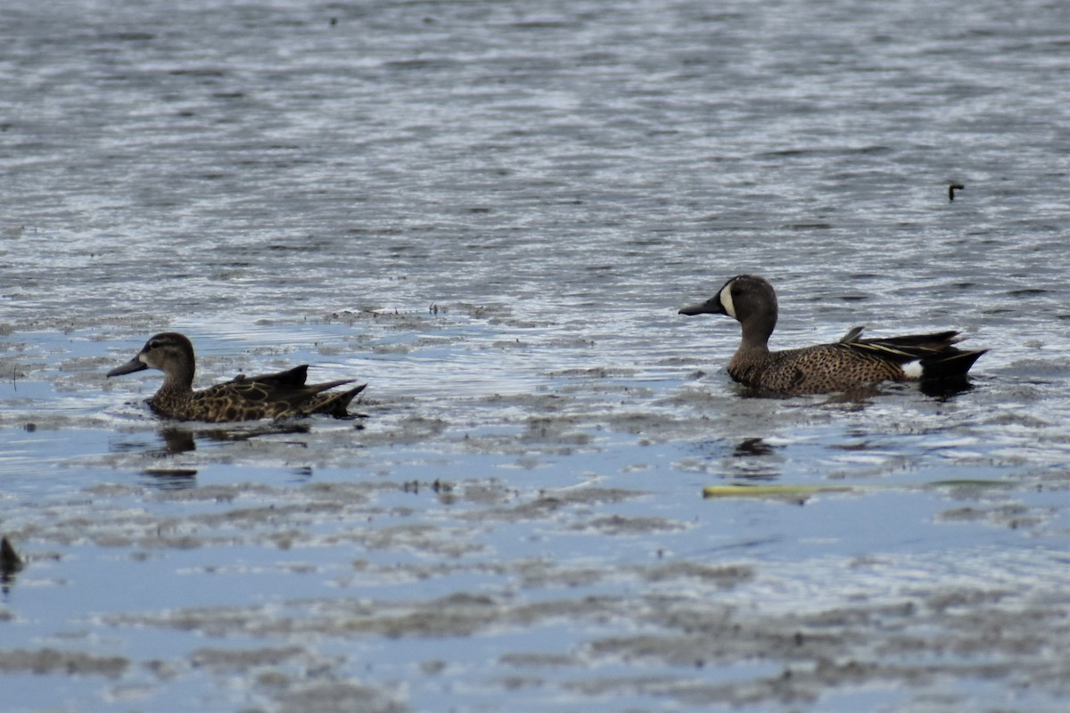 Blue-winged Teal - ML620054058