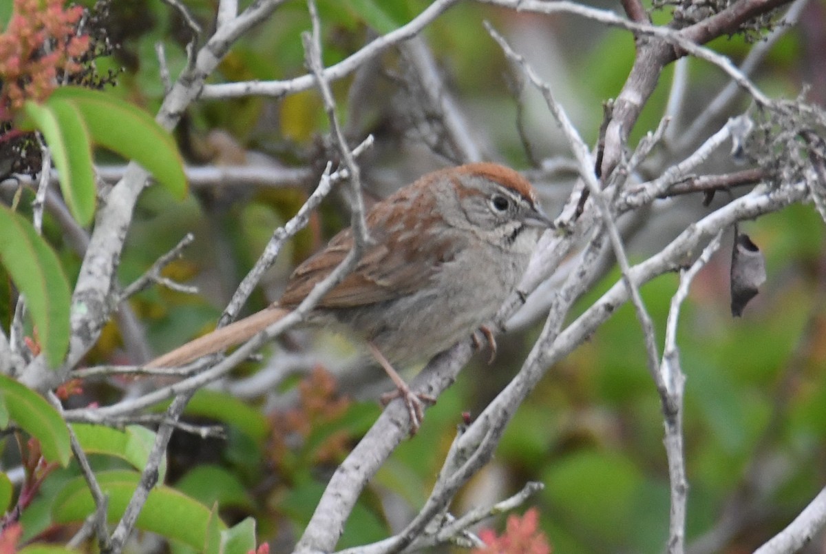 Rufous-crowned Sparrow - ML620054061