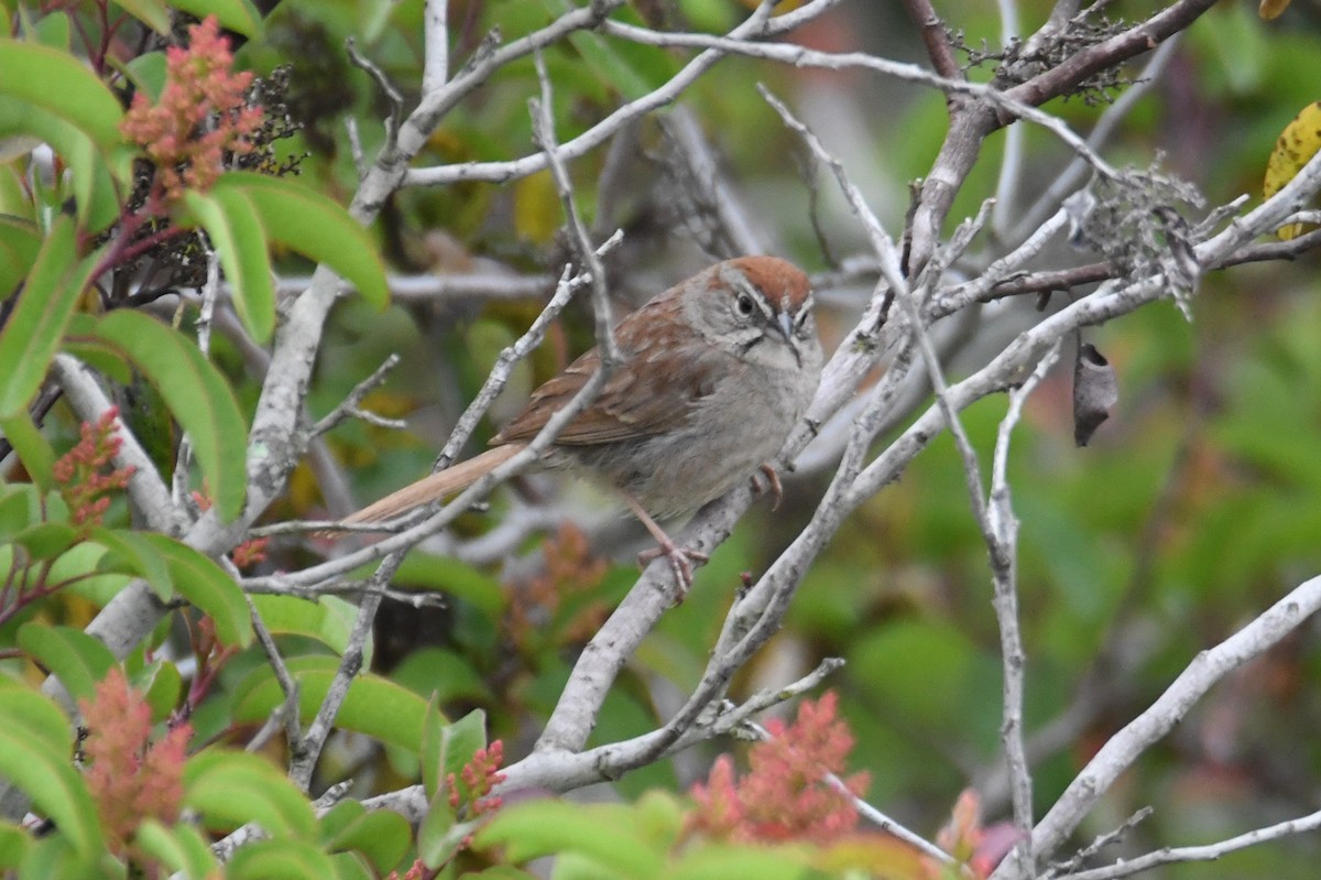 Rufous-crowned Sparrow - ML620054063