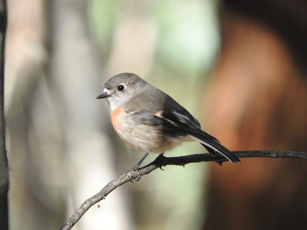 Scarlet Robin - ML620054085