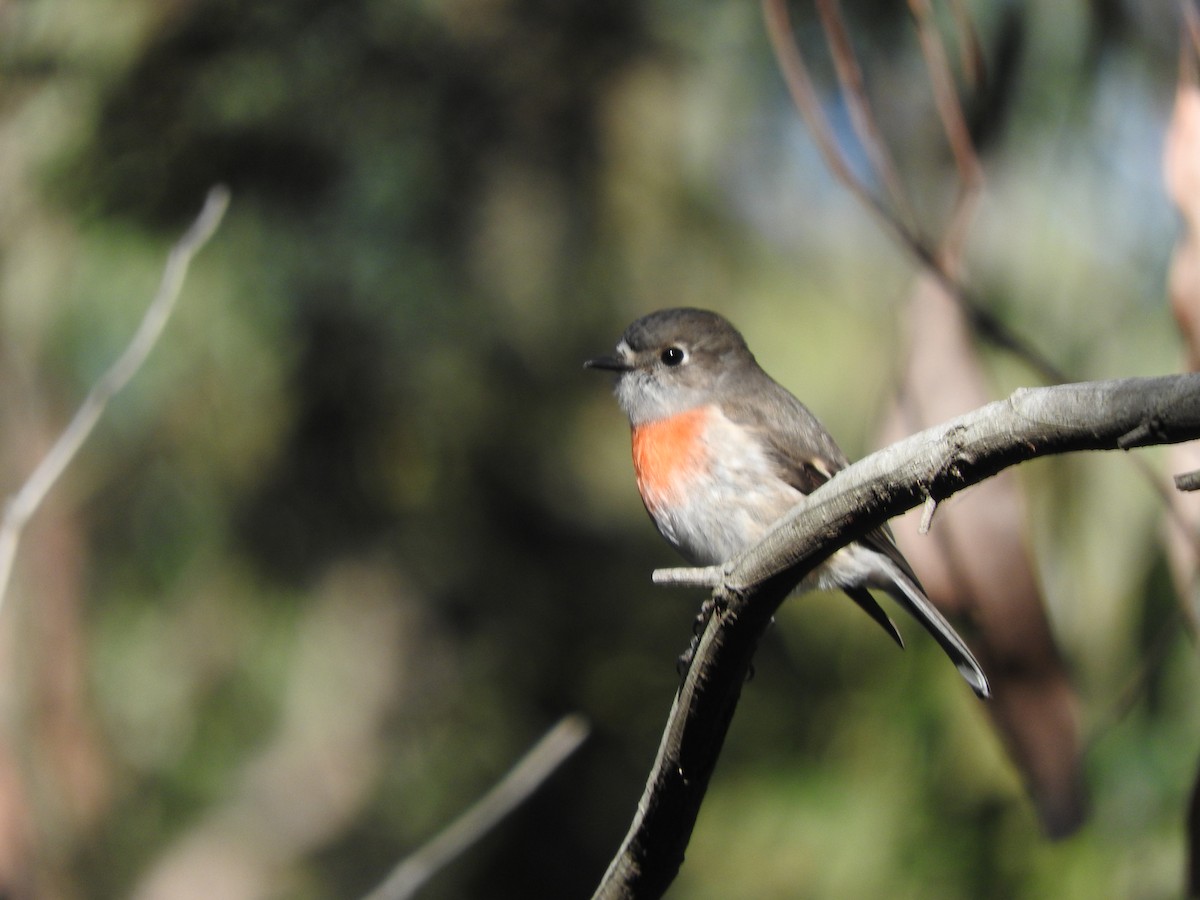 Scarlet Robin - ML620054088