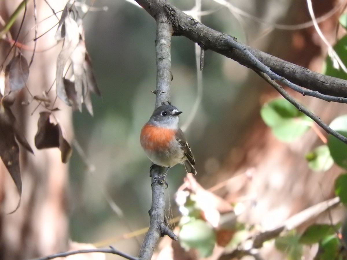 Petroica Escarlata - ML620054091