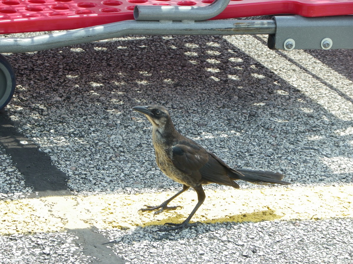 Great-tailed Grackle - ML620054104