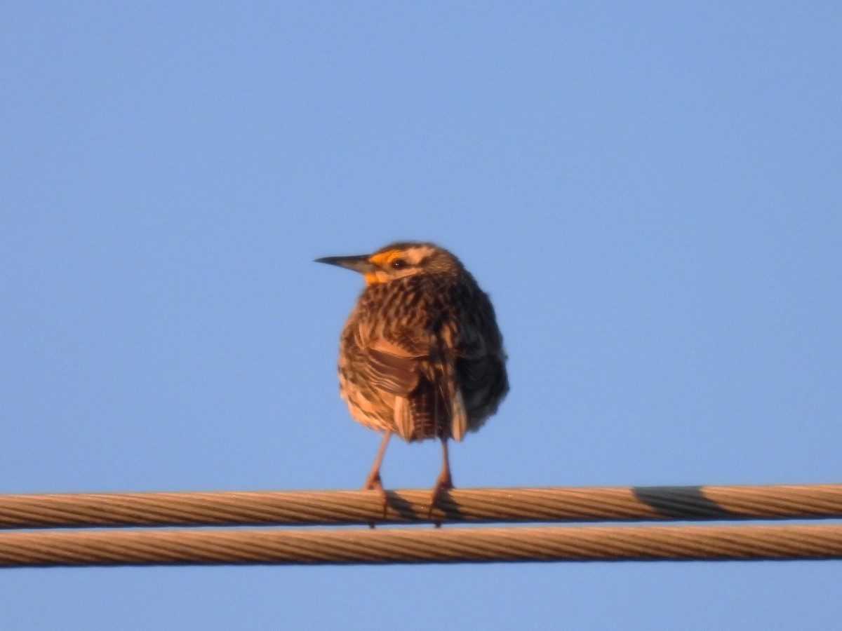 Eastern Meadowlark - ML620054115