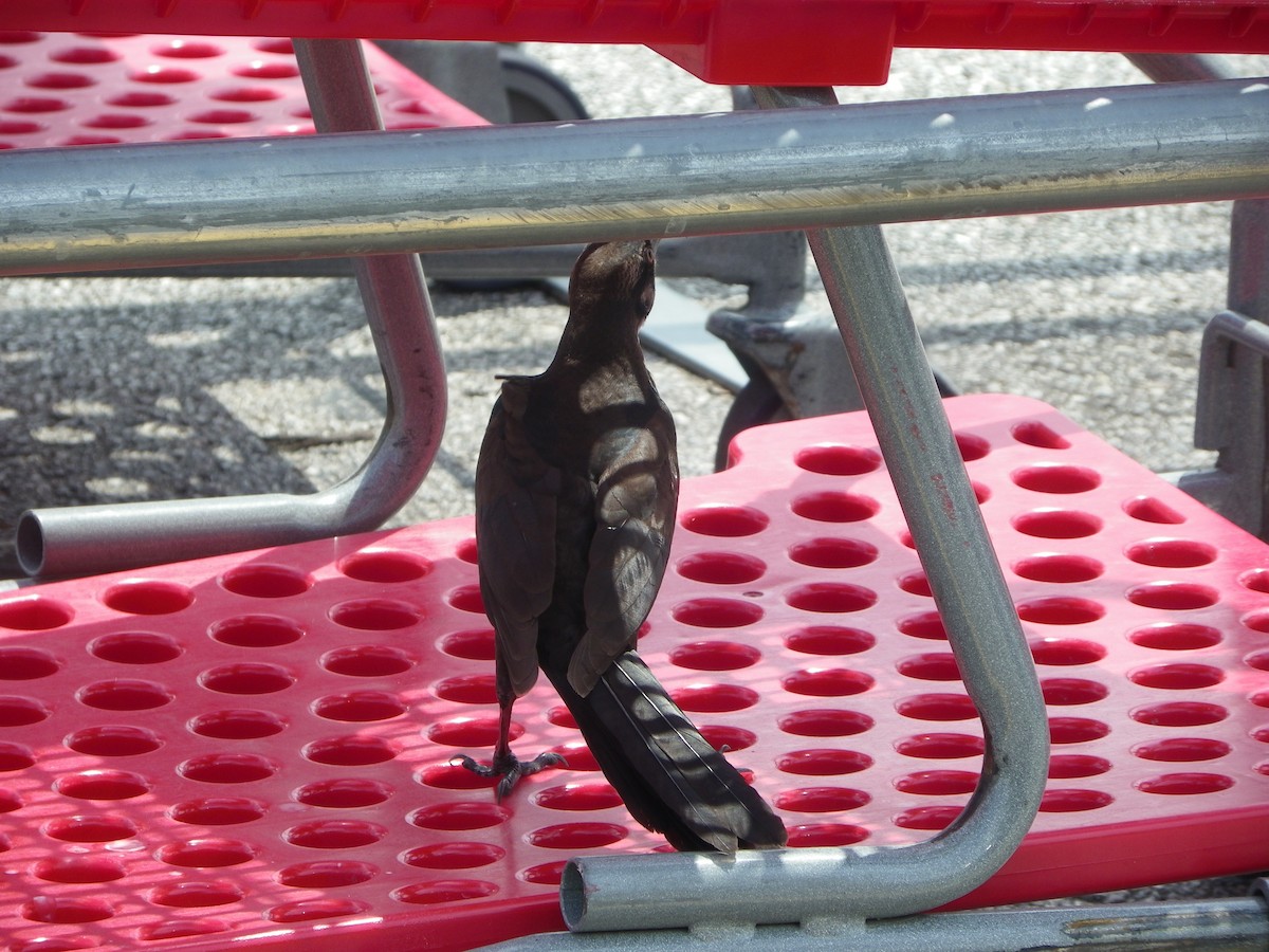 Great-tailed Grackle - ML620054117