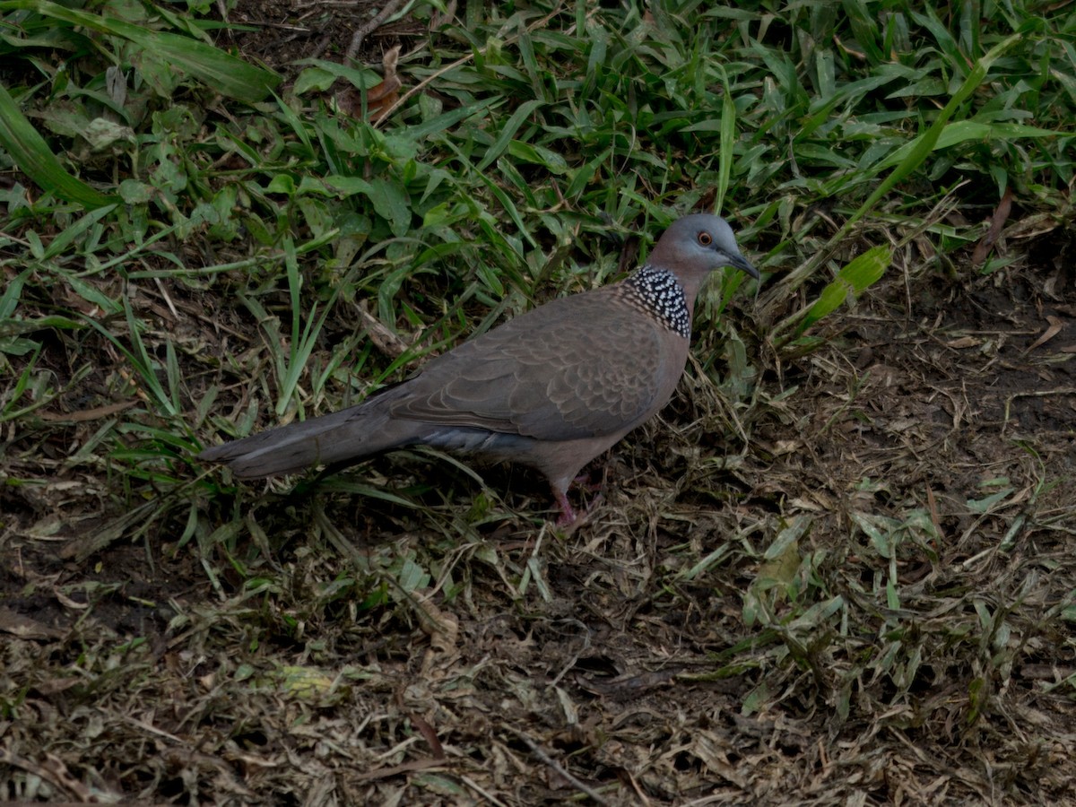 Spotted Dove - ML620054144