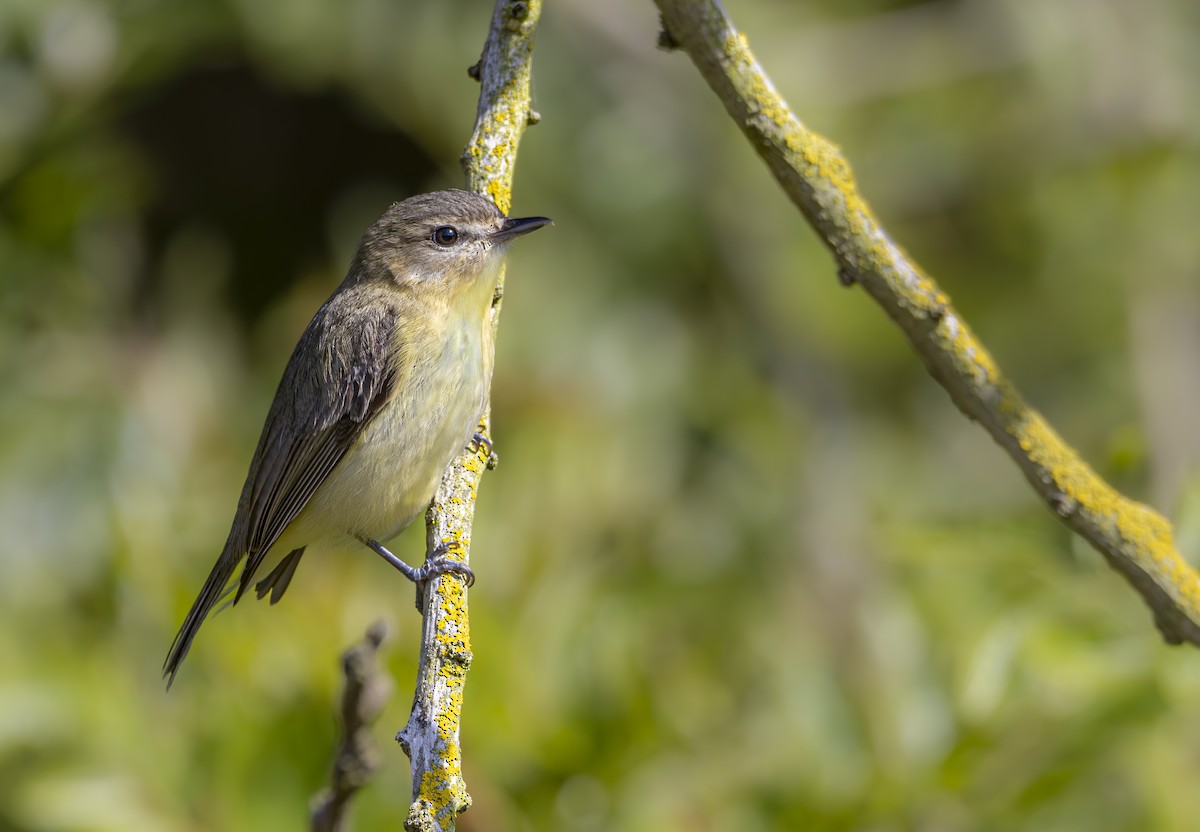 Vireo de Filadelfia - ML620054192