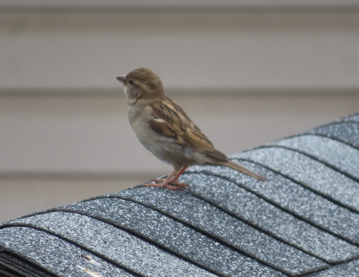 House Sparrow - ML620054195