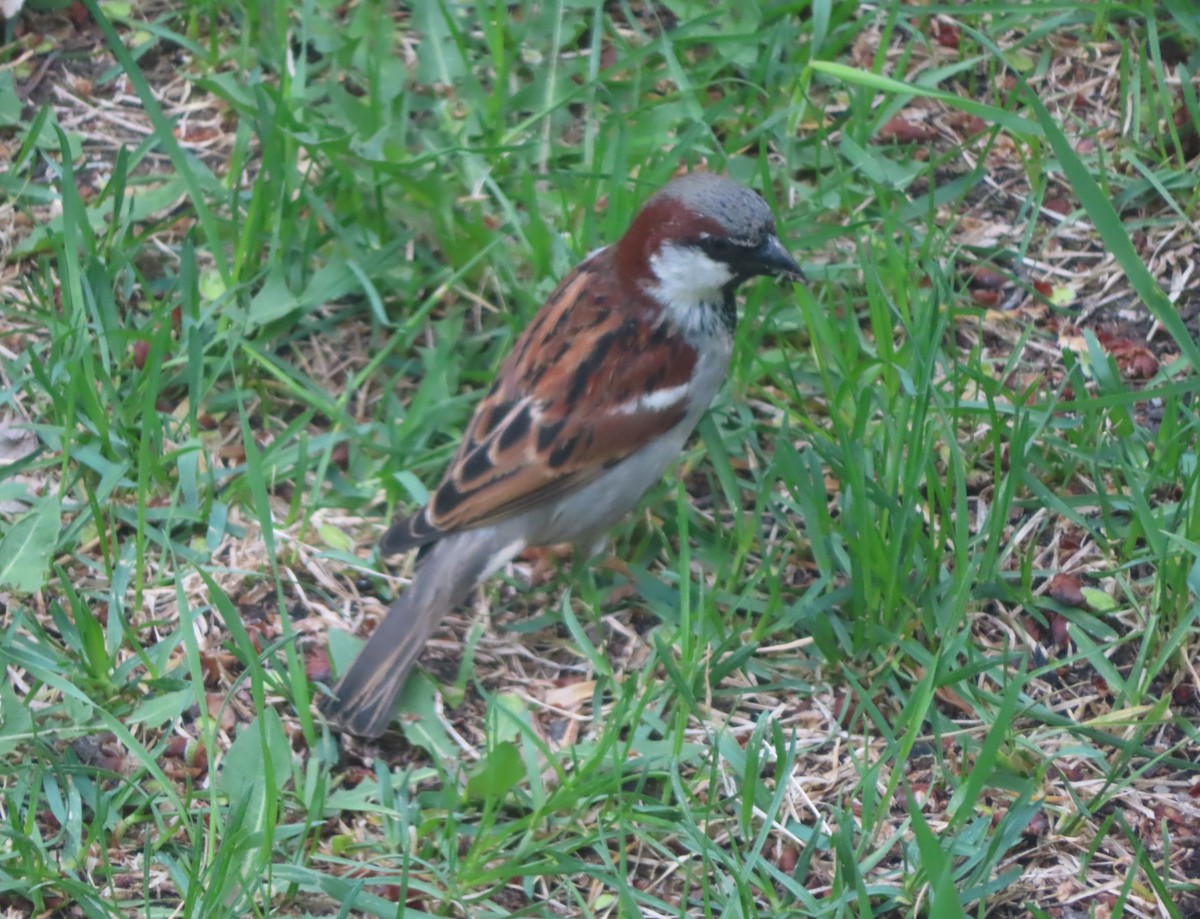 House Sparrow - ML620054198