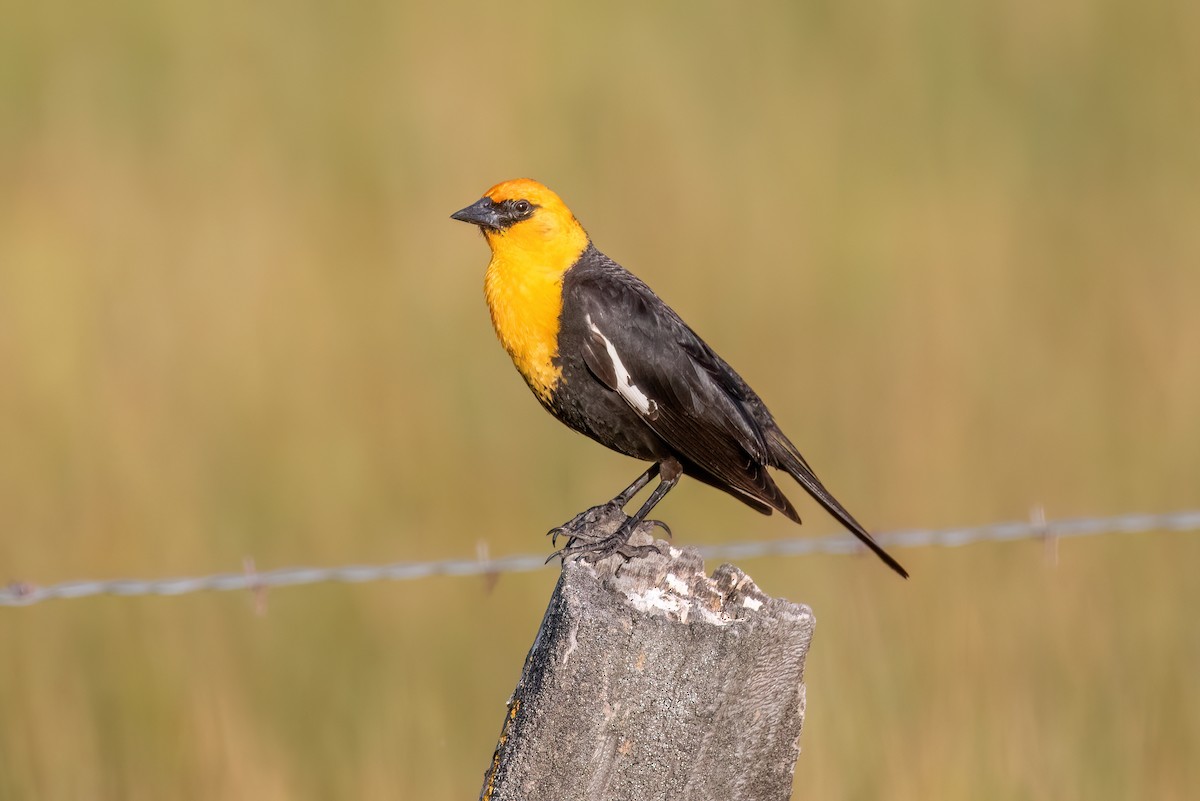 Yellow-headed Blackbird - ML620054210