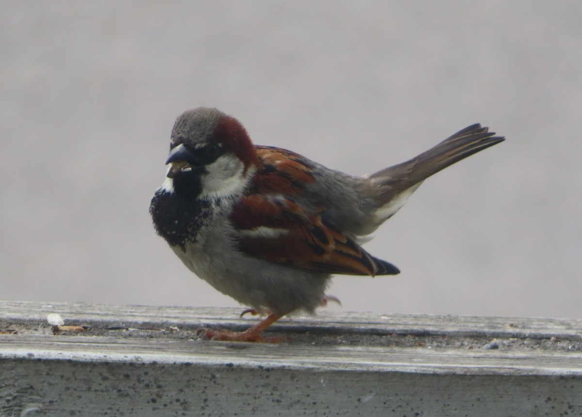 House Sparrow - ML620054212