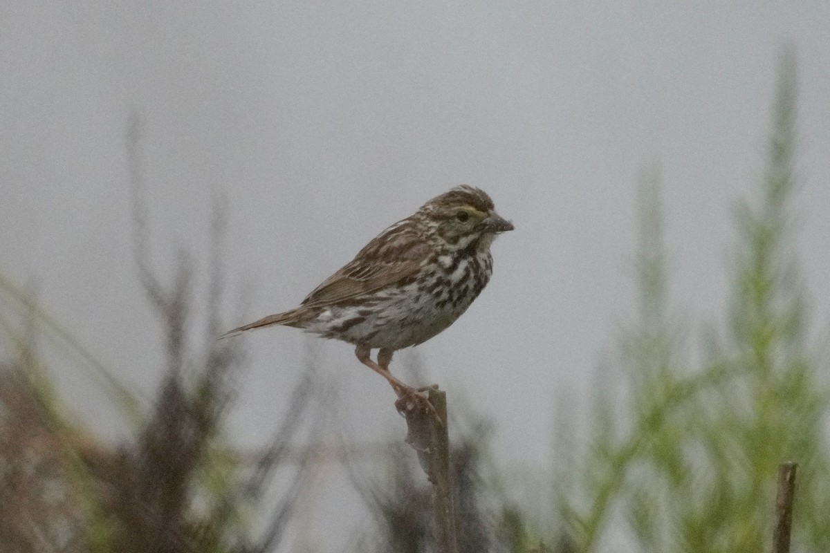 Savannah Sparrow (Belding's) - ML620054233