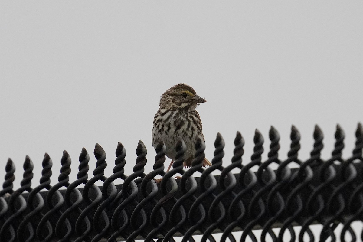 Savannah Sparrow (Belding's) - ML620054236