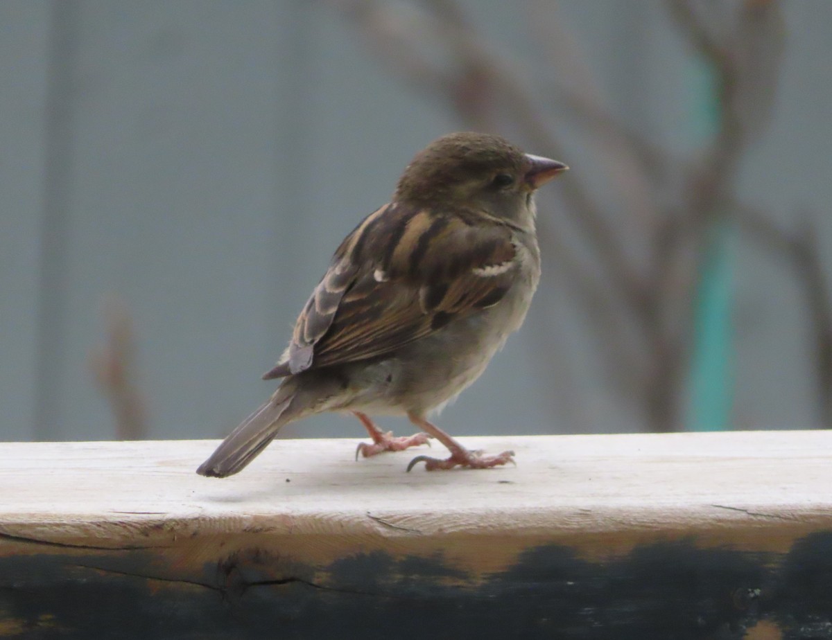 House Sparrow - ML620054238