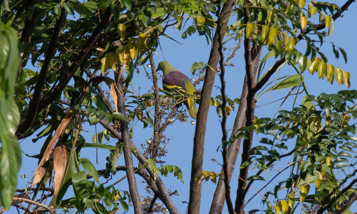 Филиппинский зеленый голубь - ML620054257