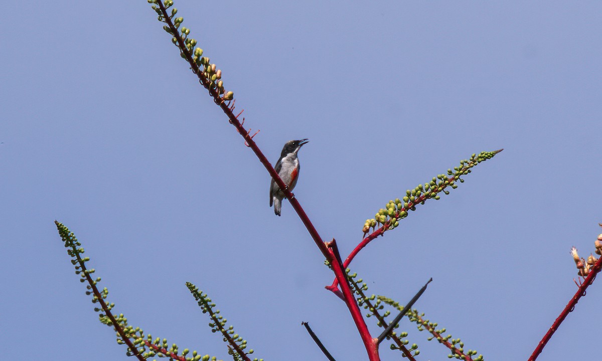 Red-keeled Flowerpecker - ML620054265