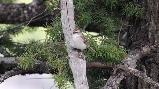 Chipping Sparrow - ML620054273
