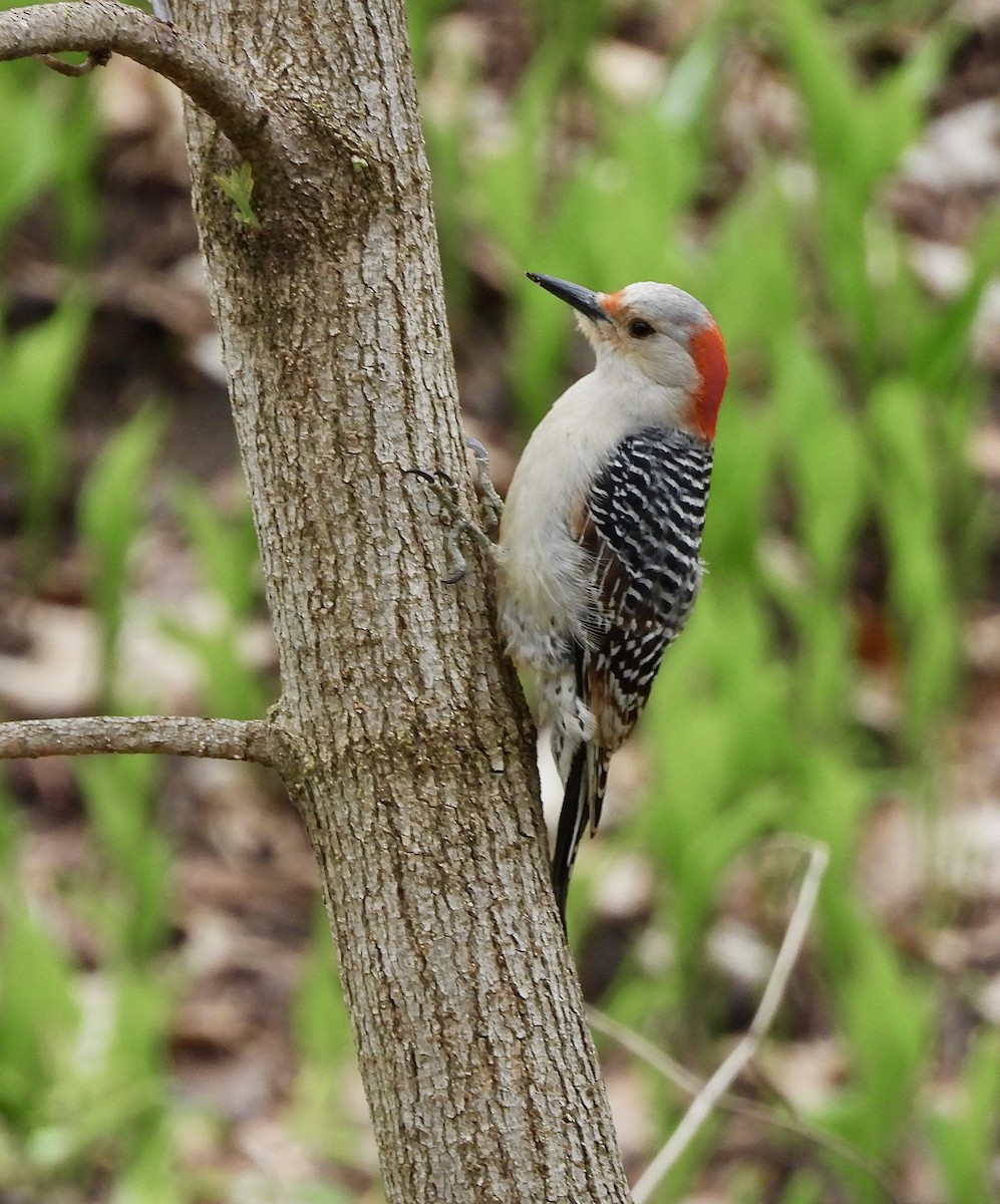 Red-bellied Woodpecker - ML620054275