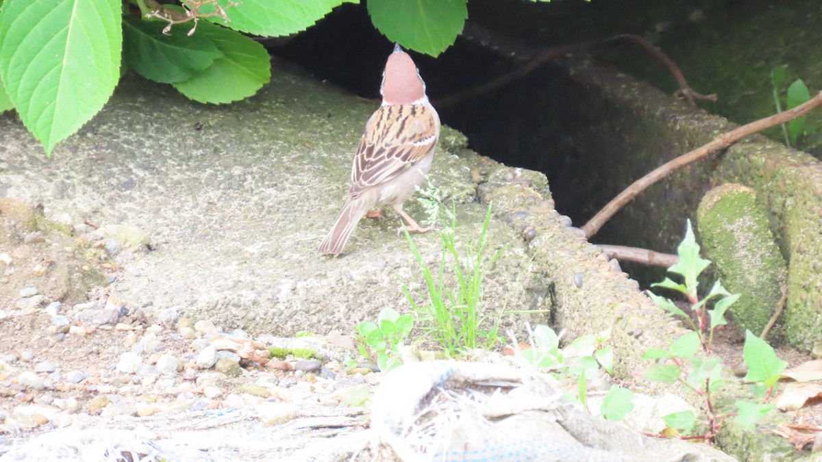 Eurasian Tree Sparrow - ML620054276
