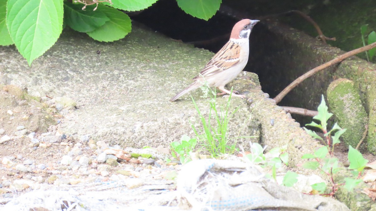 Eurasian Tree Sparrow - ML620054277