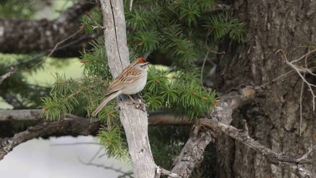 Chipping Sparrow - ML620054284