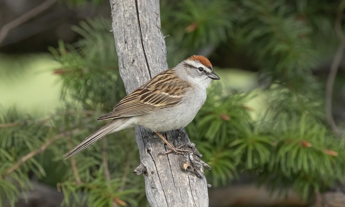 Chipping Sparrow - ML620054288