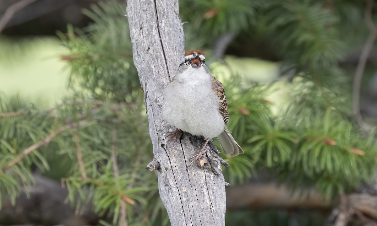 Chipping Sparrow - ML620054289