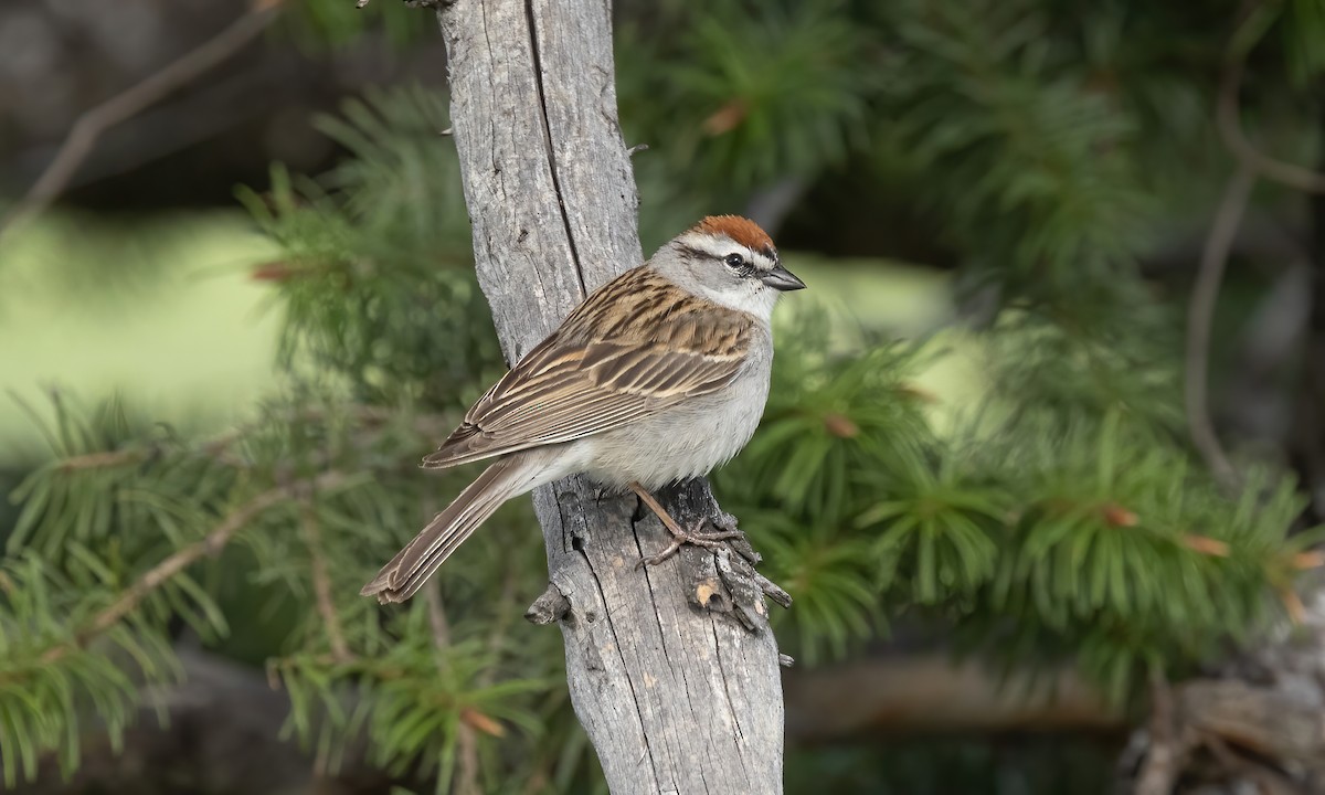 Chipping Sparrow - ML620054290