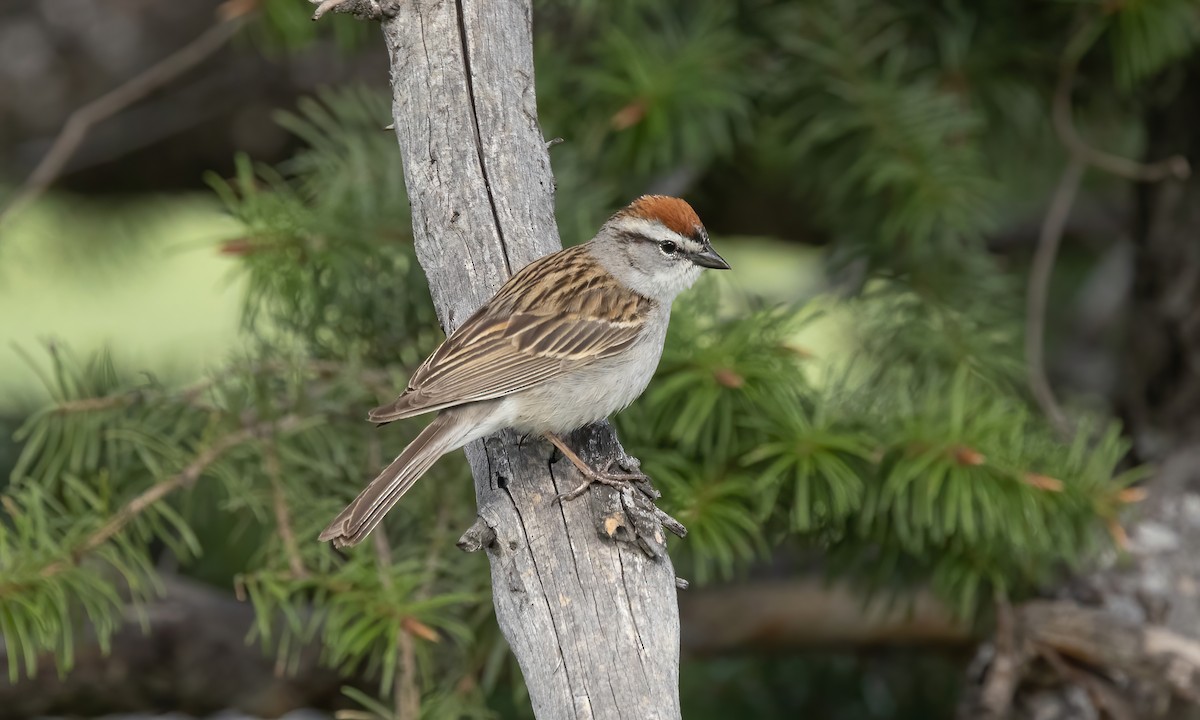 Chipping Sparrow - ML620054291