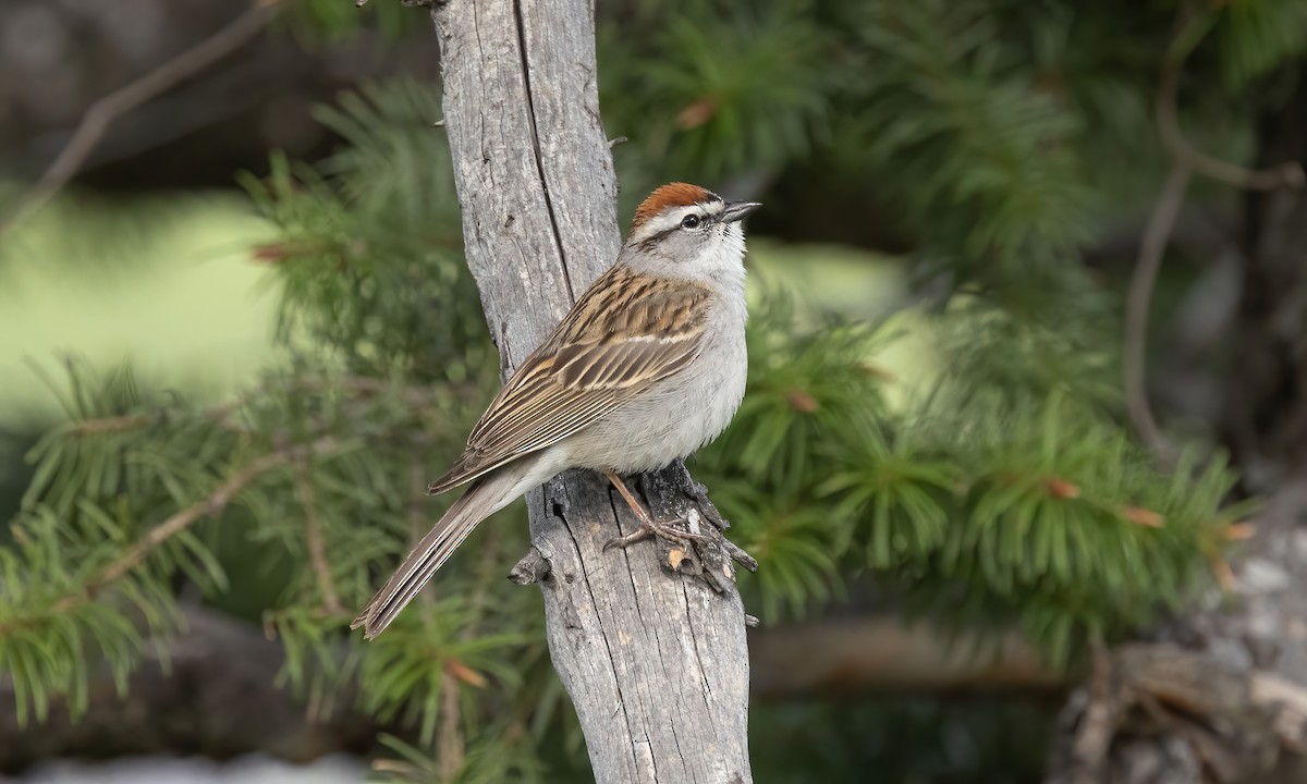 Chipping Sparrow - ML620054292