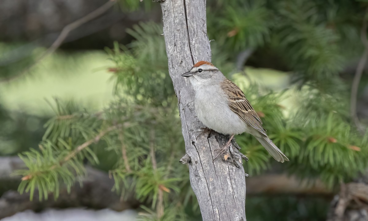 Chipping Sparrow - ML620054293