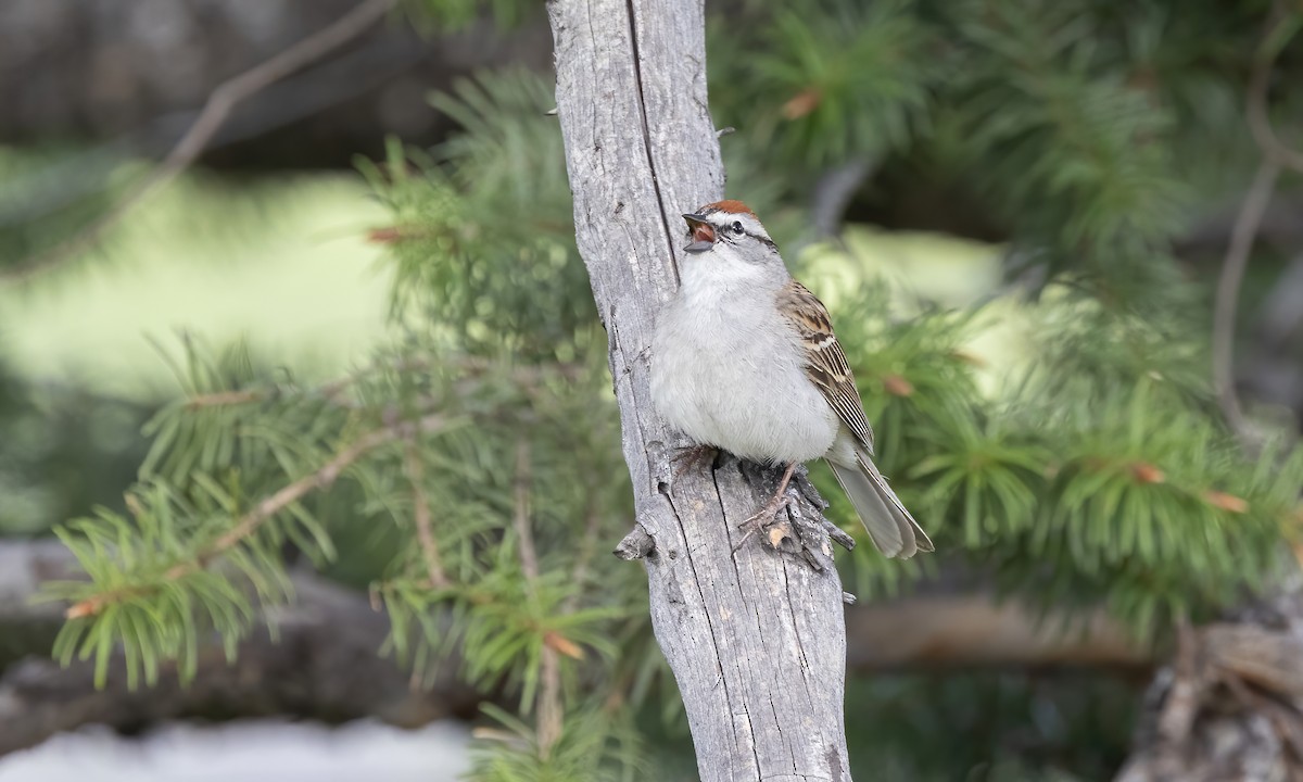 Chipping Sparrow - ML620054294