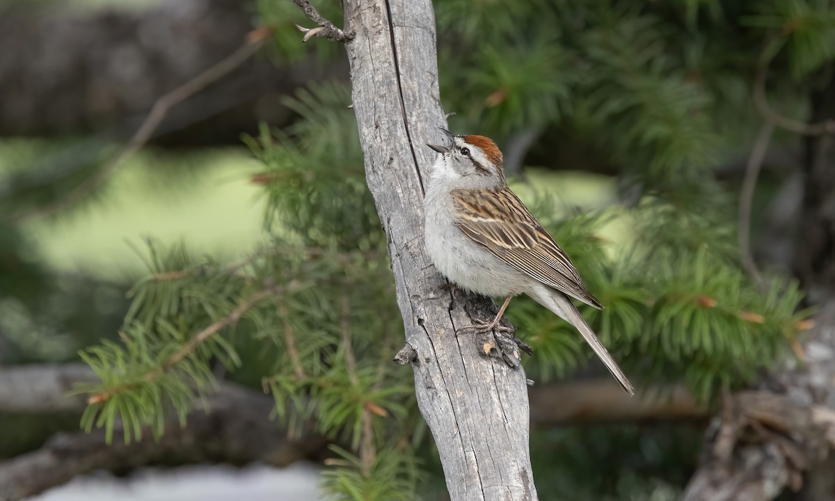 Chipping Sparrow - ML620054295