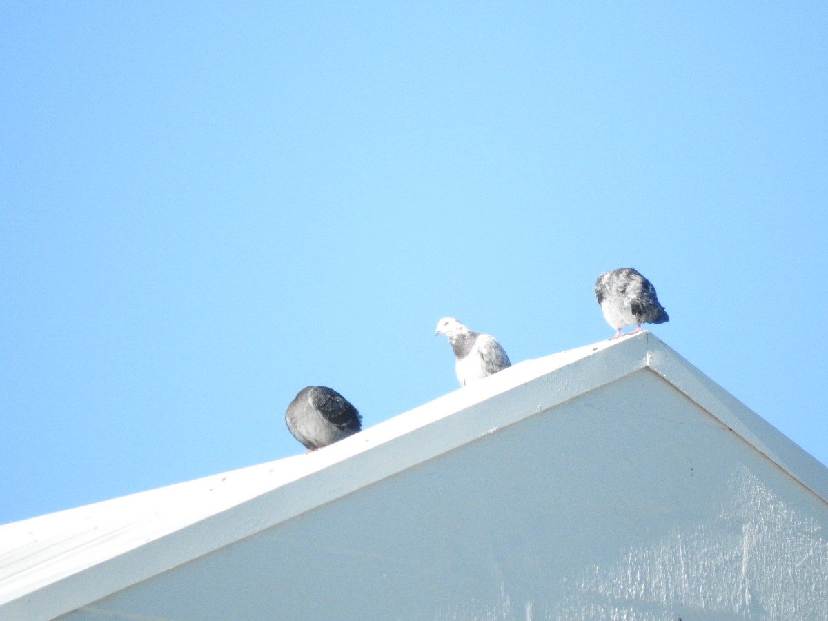 Rock Pigeon (Feral Pigeon) - ML620054302