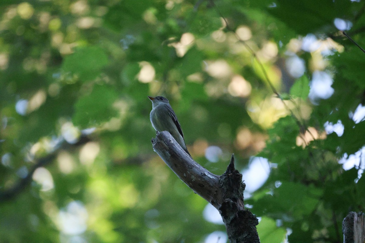 Eastern Wood-Pewee - ML620054303