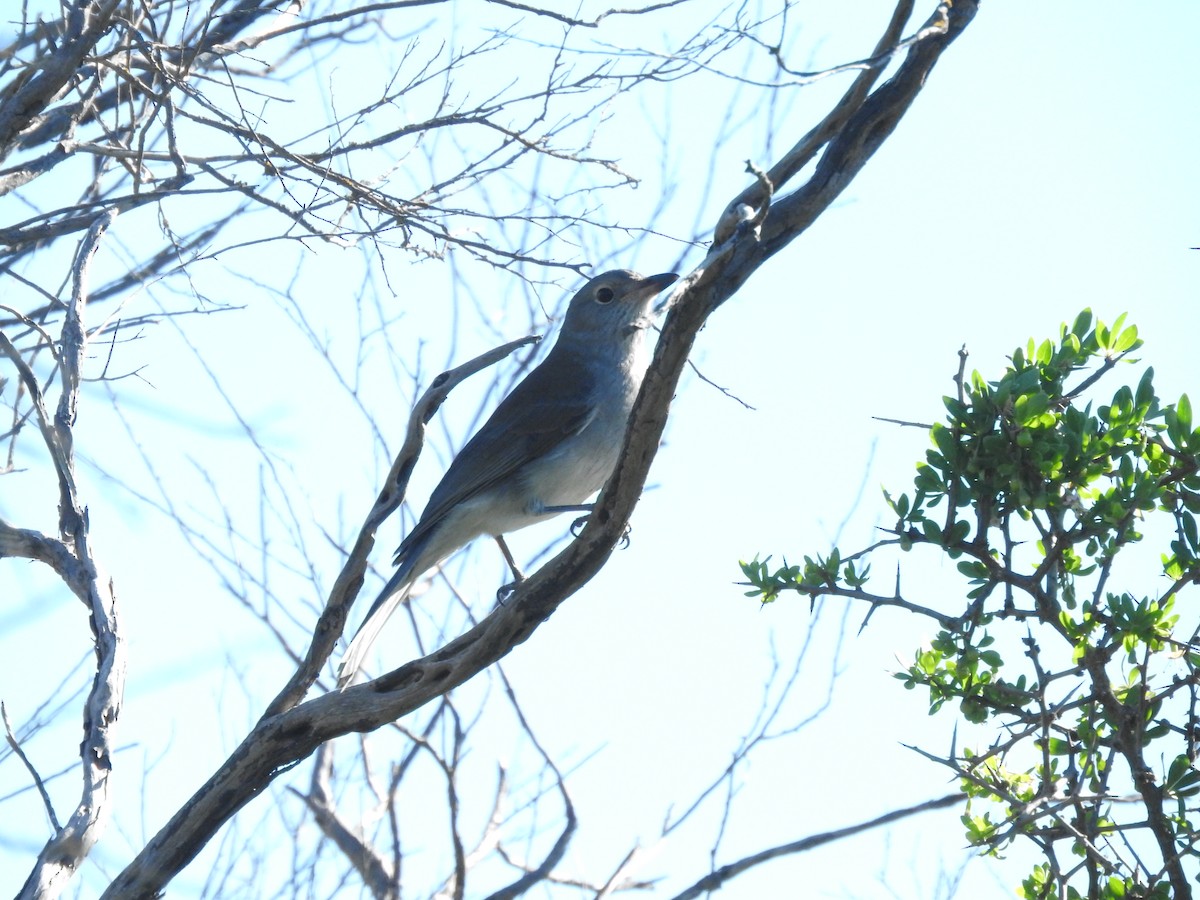 Gray Shrikethrush - ML620054305