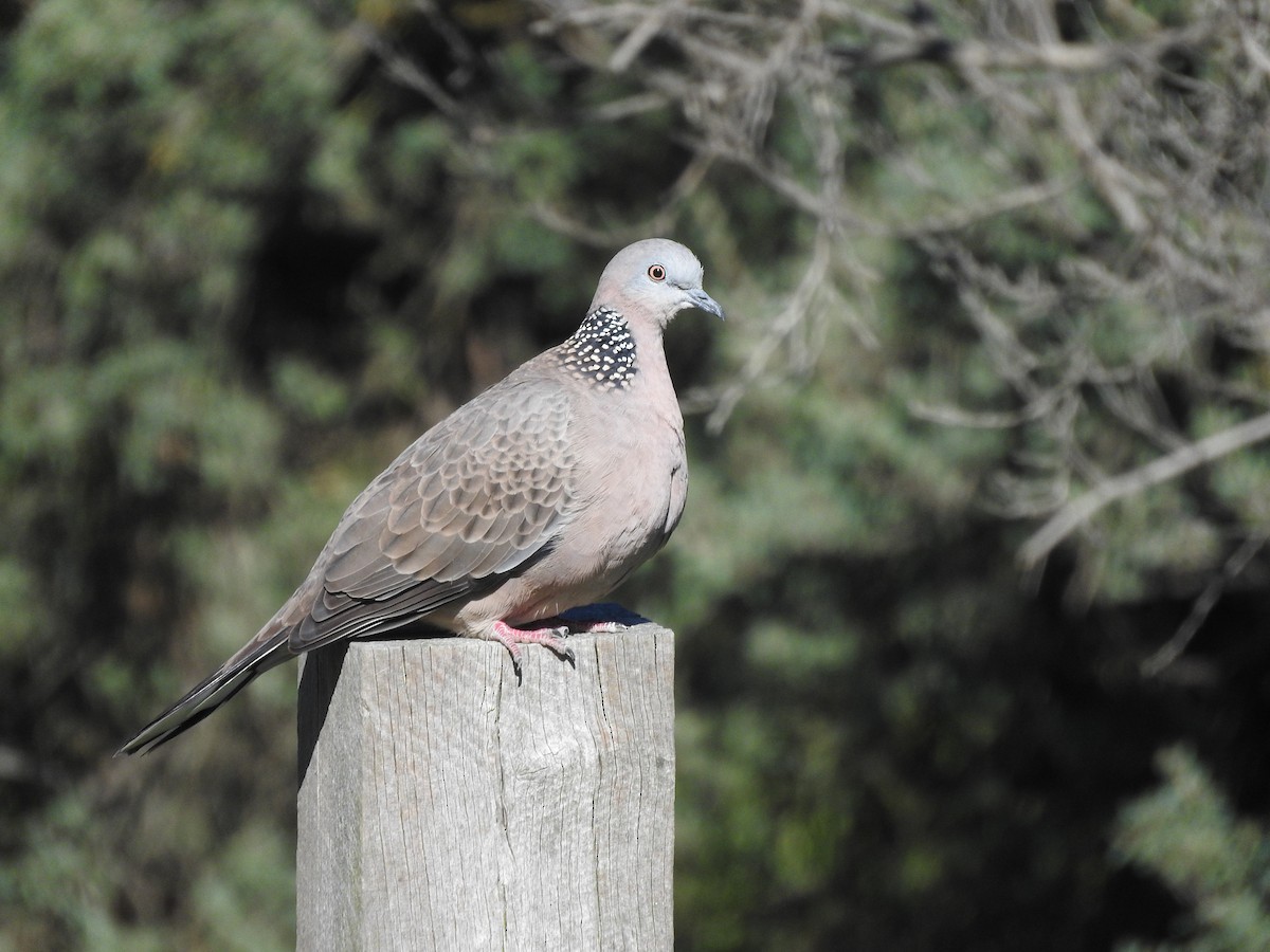 Spotted Dove - ML620054315