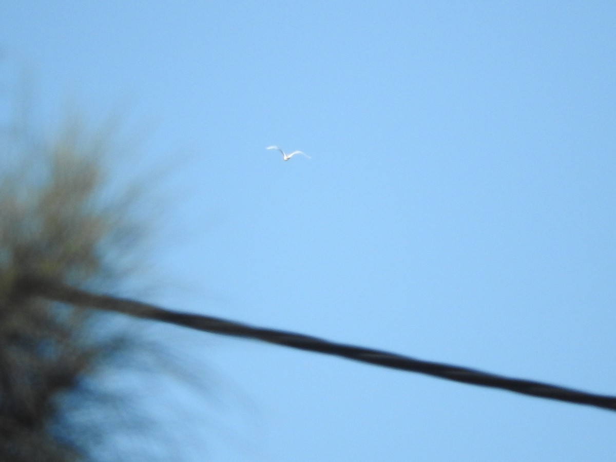 white egret sp. - ML620054317