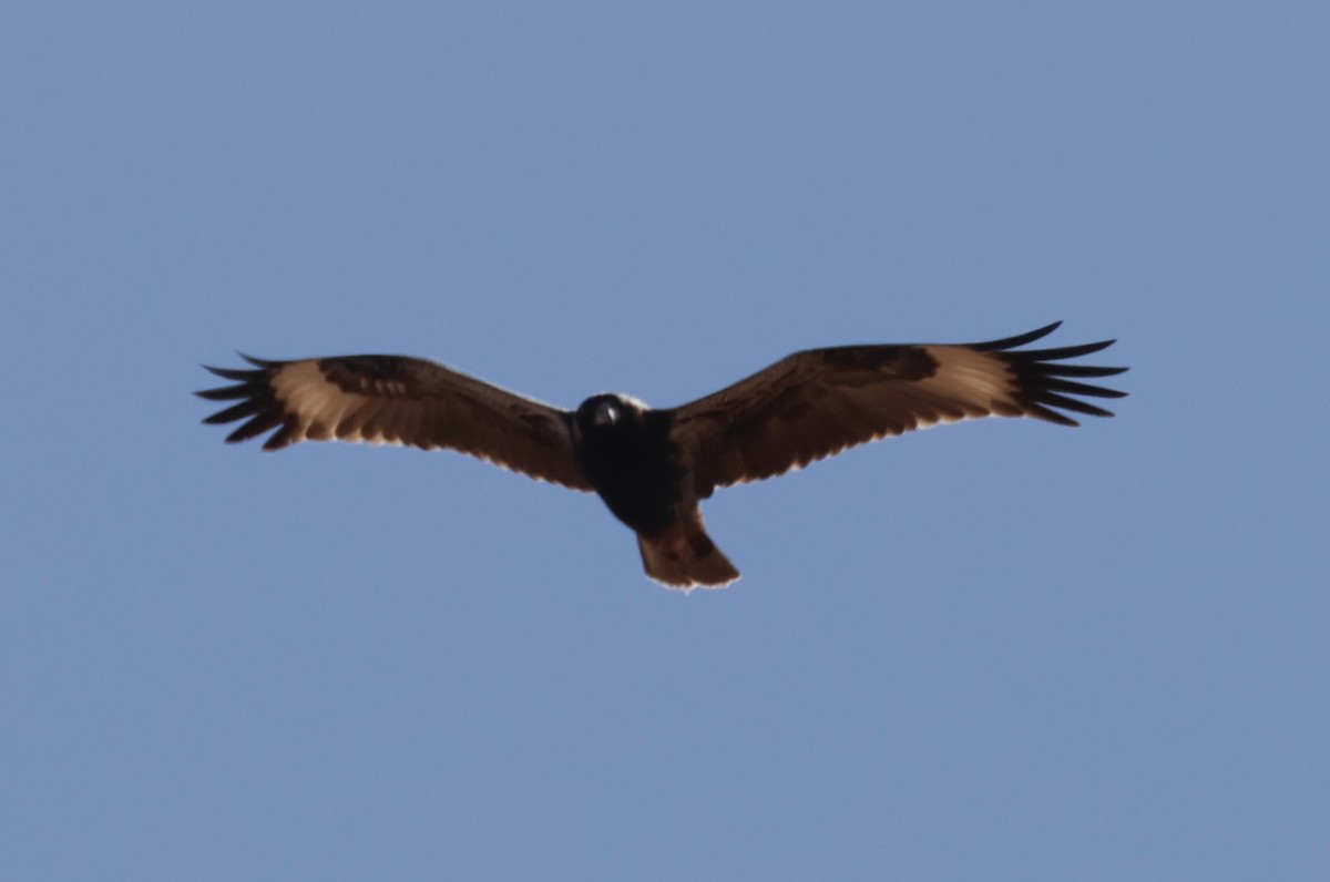 Black-breasted Kite - ML620054318