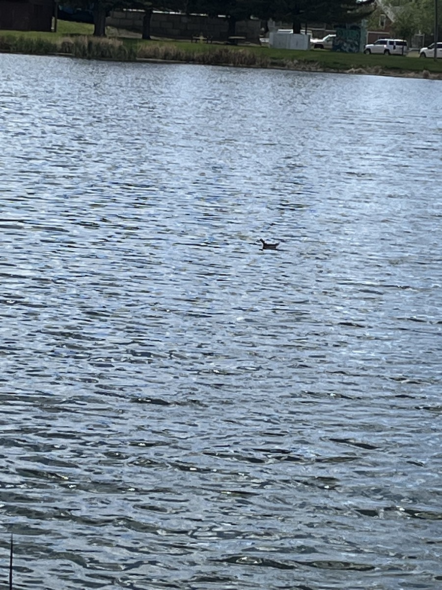 Wilson's Phalarope - ML620054328