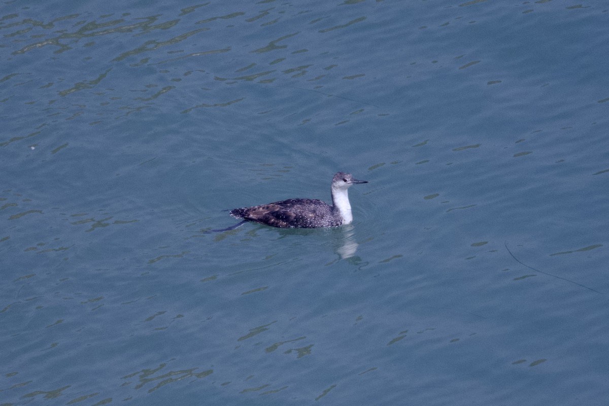 Red-throated Loon - ML620054331