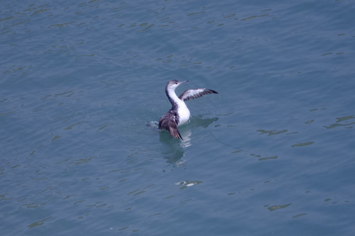 Red-throated Loon - ML620054333