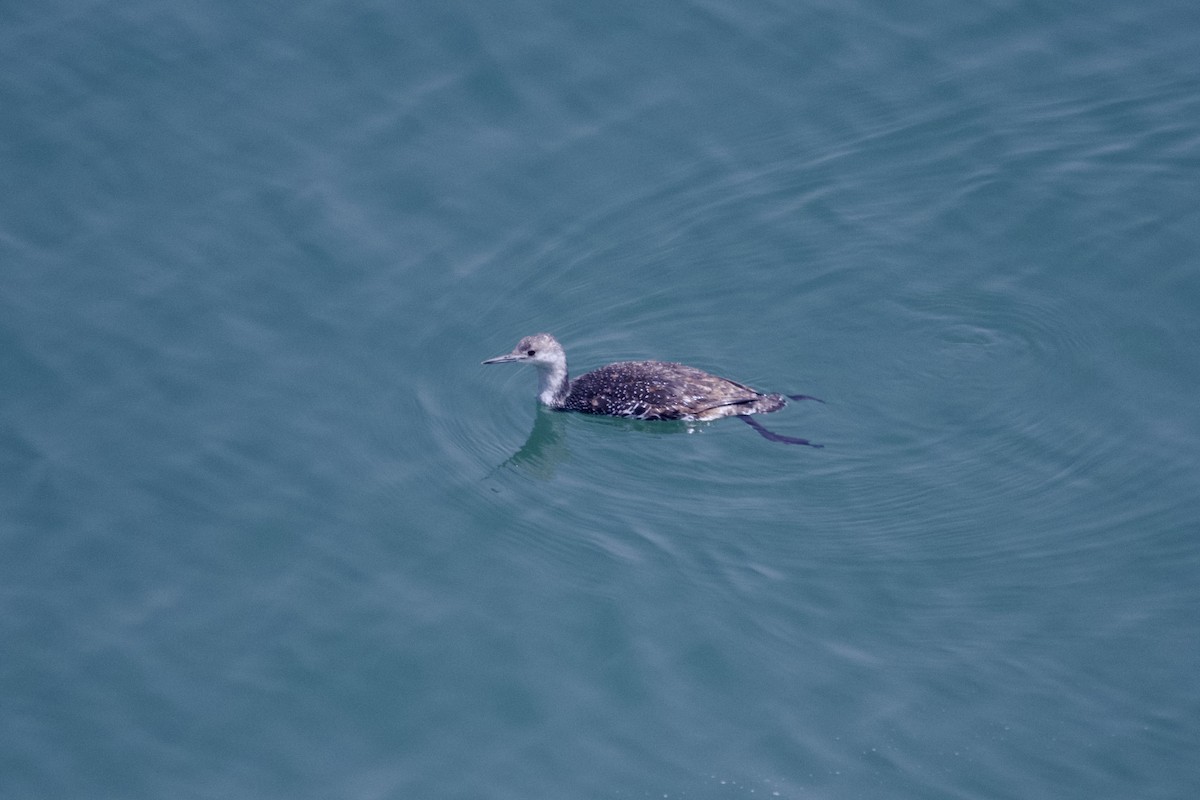 Red-throated Loon - ML620054334