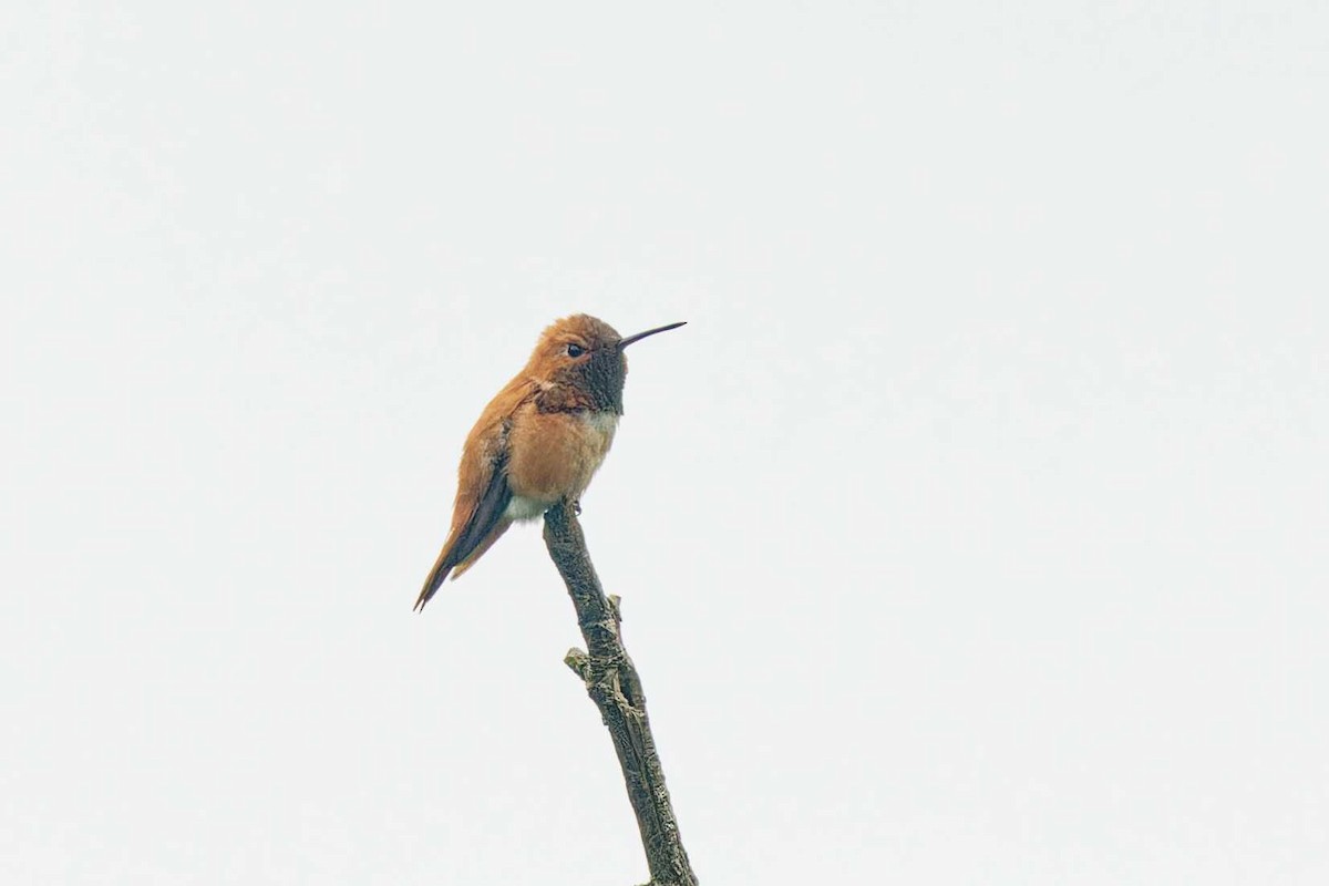 Rufous Hummingbird - ML620054349
