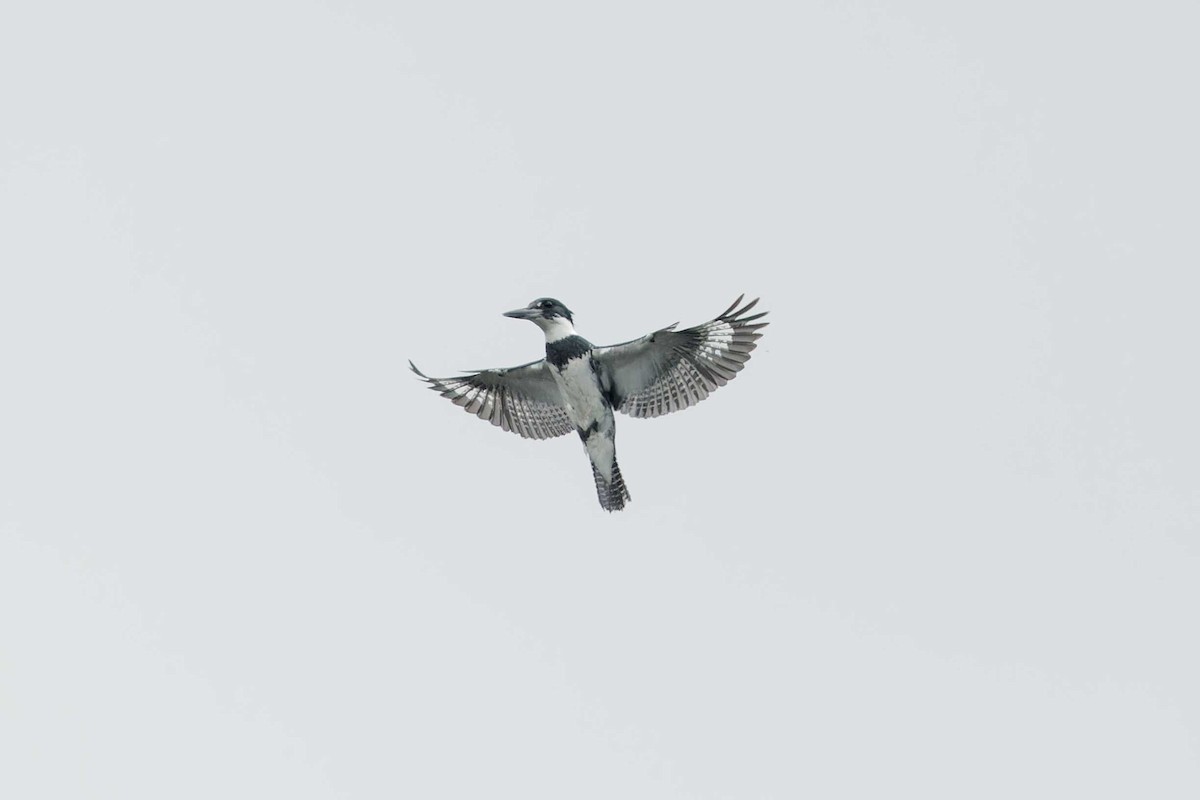 Belted Kingfisher - ML620054352